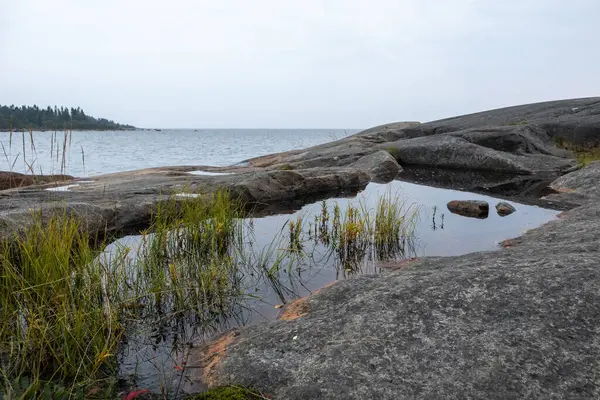 Natura Del Nord Foresta Natura Selvaggia Vista Fondo Foresta Profonda — Foto Stock