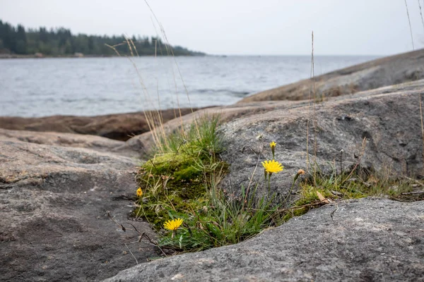 スウェーデンの岩場の海側 石黄色の花草 — ストック写真
