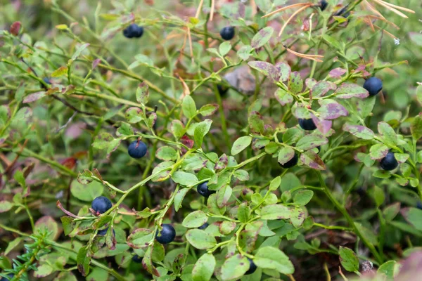 Wild blueberry berries in finnish forest. Food gathering. Natural ingredients. Nice close-up macro background