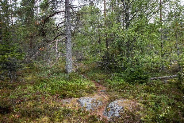 Norra Natur Skog Vildmark Bakgrundsbild Djup Skog Med Stora Granitstenar — Stockfoto