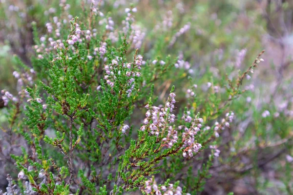 Pequeñas Flores Silvestres Tiernas Color Rosa Verde Bosque Sueco Primer — Foto de Stock