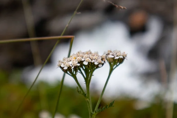 Małe Białe Milfoil Dzikie Zioła Lecznicze Kwitną Kwiaty Makro Wodospad — Zdjęcie stockowe