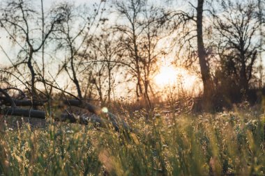 Bulanık, çıplak bahar ağaçlarının arkasında portakal rengi günbatımı. Yeşil, vahşi çimlerin altında sıcak güneş ışığı var. Saf bitki yetiştirme mevsimi