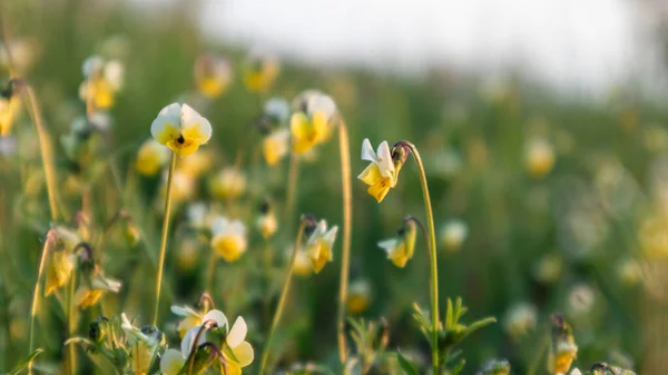 stock image Field mini violets small white and yellow flowers grass macro close-up sun light through with blurred background