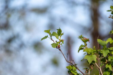 Frenk üzümü ya da kara frenk üzümü bokeh arkaplanlı yeşil çalı dalı. Mavi güneşli gökyüzünde bahçıvanlık