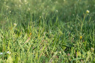 Yeşil, taze, çeşitli bahar çimenleri keskin bıçaklar ve parlak renkli küçük çiçekler. Arka planda bulanıklık var.
