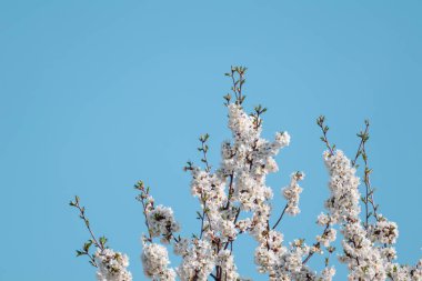 Bahçe ağacı, açık mavi arka planda açan beyaz çiçeklerle narin dallar oluşturur. Üstün romantik renk