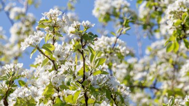 Armut ağacı baharı narin ışık kırılgan beyaz çiçekler bahçeye yakın plan yeşil yapraklar ve bulanık mavi gökyüzü arkaplanı ile çiçek açar.