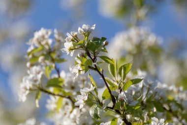 Armut ağacı baharı narin romantik beyaz çiçekler bahçeye yakın planda yeşil yapraklar ve bulanık mavi gökyüzü arkaplanı ile çiçek açar..