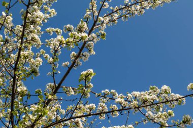 Armut ağacı baharı narin beyaz çiçekler bahçedeki dallarda yeşil yapraklarla ve parlak mavi gökyüzü arkaplanıyla açar.