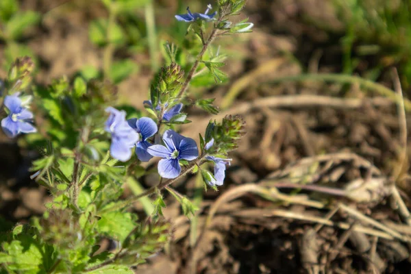 Wiosna Delikatne Niebieskie Kwiaty Kwitną Dzikie Botaniki Zbliżenie Zielonymi Liśćmi — Zdjęcie stockowe