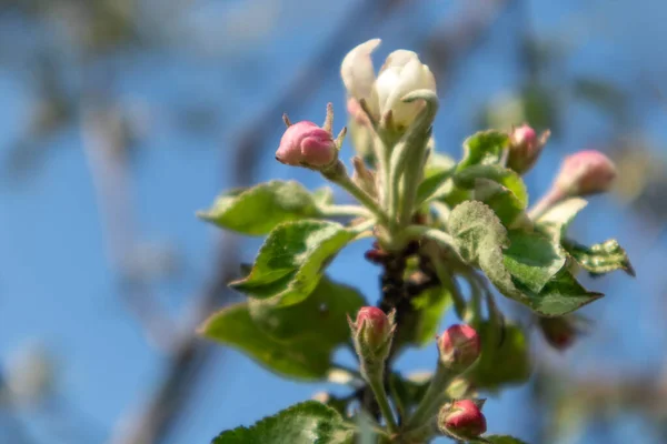 Die Apfelsorte Calville Blanc White Winter Calville Blüht Apfelbaum Frühling — Stockfoto