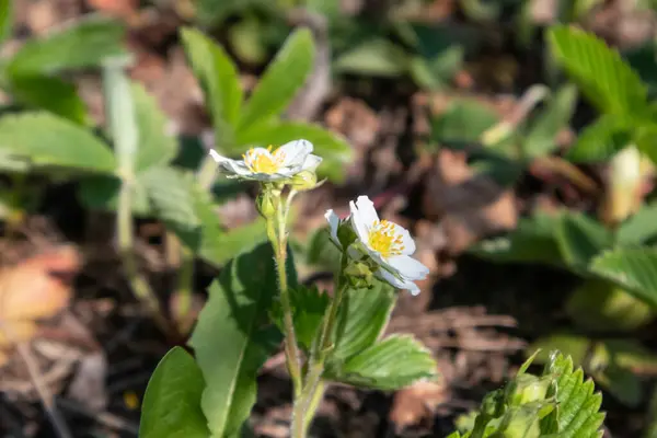 Truskawka Wzrost Wiosna Delikatne Białe Kwiaty Kwitną Ogrodzie Zbliżenie Zielonymi — Zdjęcie stockowe