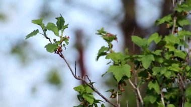 Frenk üzümü ya da kara frenk üzümü bokeh arkaplanlı yeşil çalı dalı. Bahçe bitkisi rüzgar videosunda sallanıyor