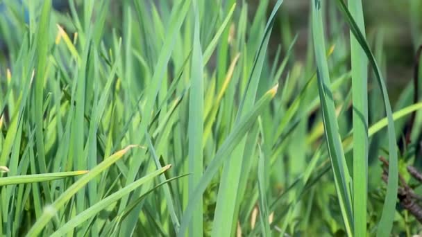 緑の新鮮な春のニンニク草が庭で成長します 風に揺れる芝生の上で手を振ってスローモーションビデオ — ストック動画