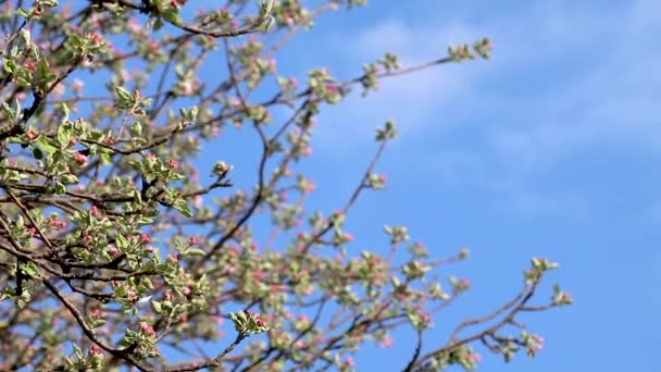 Beliy Naliv Flor Cultivar Maçã Branca Brota Ramos Flores Primavera — Vídeo de Stock