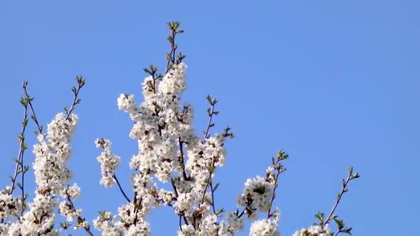 薄緑色の空を背景に白い花を咲かせる春の庭繊細な枝 優れたロマンチックなビデオ — ストック動画