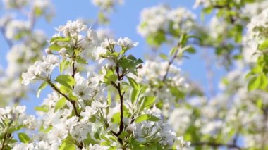 Armut ağacı baharı, narin beyaz çiçekler yeşil yapraklarla çiçek açar ve rüzgarın yavaş çekimde salladığı bulanık bir görüntü.