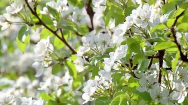 Armut ağacı baharı. Narin beyaz çiçekler bahçede açar. Kapalı yeşil yapraklar rüzgâr videosunda sallanır.