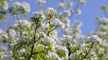 Armut ağacı taze beyaz çiçekler yeşil yapraklarla kapalı bahçede açar ve rüzgar videosunda bulanıklaşır.