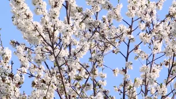 Garden Tree Spring Branches White Flowers Blooming Light Blue Sky — Stock Video