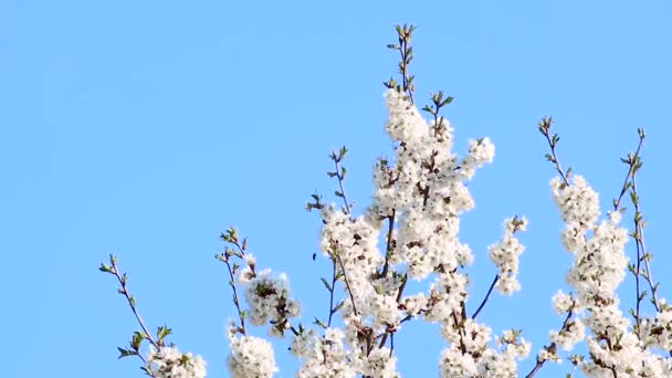 园林树春天娇嫩的枝条 白色的花朵绽放在浅蓝色的天空背景 最佳浪漫色彩在风向视频中挥动 — 图库视频影像