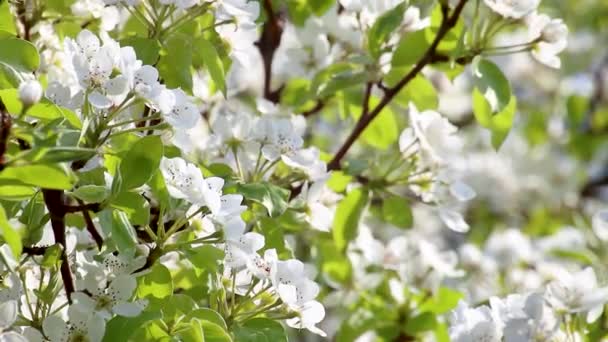 Грушевое Дерево Весной Нежные Белые Цветы Цветут Саду Рядом Зелеными — стоковое видео