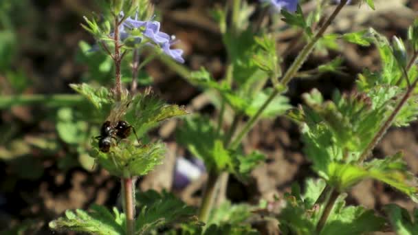 Πετώντας Φτερωτό Μυρμήγκι Alates Κάθεται Την Άνοιξη Λεπτή Μπλε Λουλούδια — Αρχείο Βίντεο