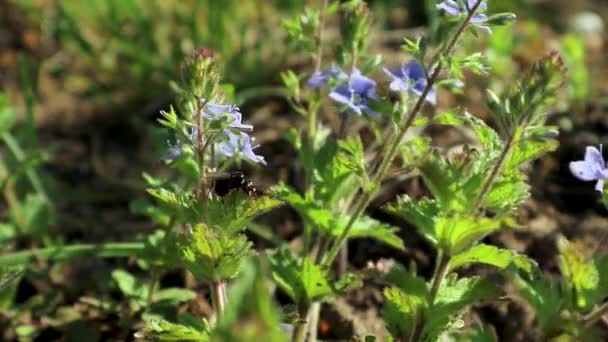 Flying winged ant, alates sits on spring delicate blue flowers, wild life macro with green leaves and blurred video background