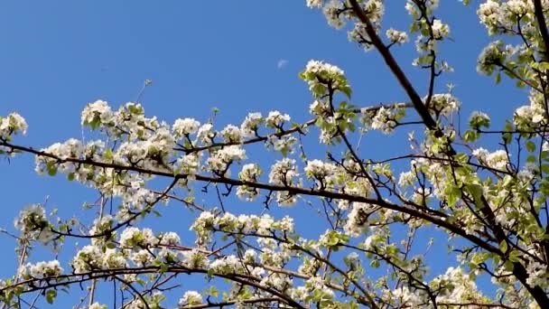 緑の葉を持つ庭の枝に梨の木の春繊細な白い花を咲かせ 風に揺れる明るい空スローモーションビデオ — ストック動画