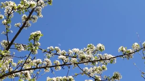 梨树春天娇嫩的枝条 白花盛开在绿叶繁茂的花园里 蓝天迎风飘扬 — 图库视频影像