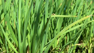 Bahçede yetişen yeşil canlı taze bahar sarımsak otları. Rüzgarlı çimenlik arka planda güneşli yakın çekim dalgalanması