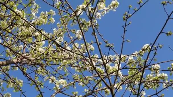 梨树春天娇嫩的白花绽放在花园里的枝头上 绿叶繁茂 蓝蓝的天空闪烁着视频 — 图库视频影像