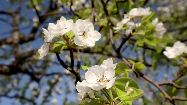 Pera Primavera Delicadas Flores Blancas Florecen Jardín Cerca Con Hojas — Vídeo de stock