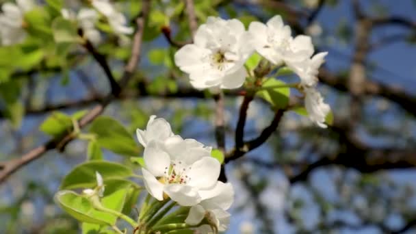 梨の木春枝に繊細な白い花が咲く庭緑の葉と青い空が風になびくスローモーションビデオ — ストック動画