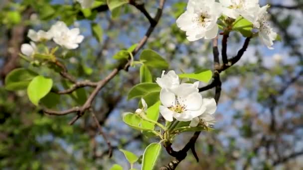 梨の木の美しさ春繊細な白い花が庭で咲く緑の葉が風のビデオで手を振ってクローズアップ — ストック動画