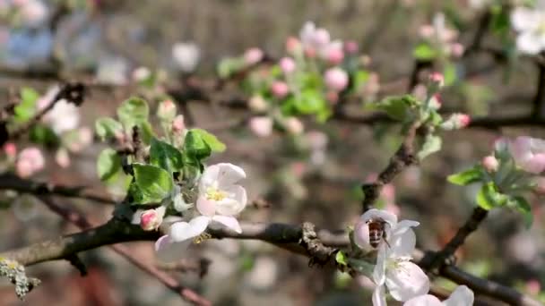 Calville Blanc White Winter Calville Macieira Cultivar Flor Ramo Polinização — Vídeo de Stock