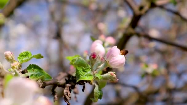 由蜜蜂花授粉的Calville Blanc 白色冬季Calville 苹果品种 在蓝天背景的花园中 苹果树春天娇嫩的白色粉红花朵 — 图库视频影像