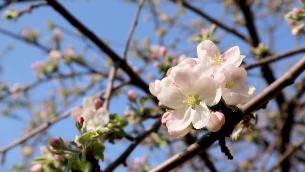 カルヴィル ブラン ホワイト ウィンター カルビル リンゴの品種は枝に大きな花を咲かせます リンゴの木春庭で繊細な白ピンクの花を咲かせますクローズアップ背景 — ストック動画