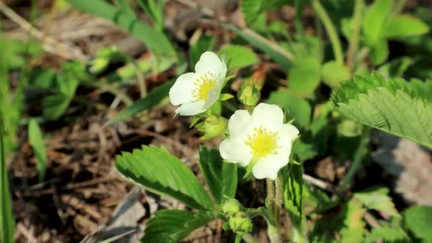 Erdbeere Garten Frühling Zarte Weiße Blumen Blühen Nahaufnahme Mit Grünen — Stockvideo