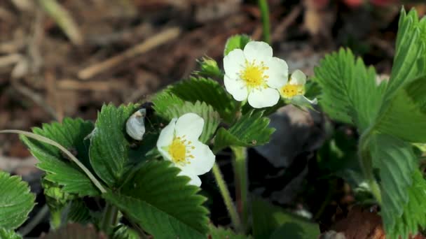 Fragola Primavera Fiori Bianchi Freschi Fioriscono Giardino Vicino Con Foglie — Video Stock