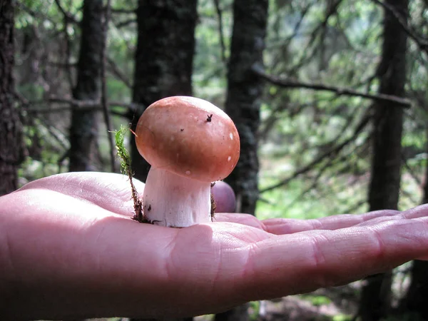 Kis Gyönyörű Nyers Ehető Vegetáriánus Gomba Kéznél Természetes Fenyőerdőben — Stock Fotó
