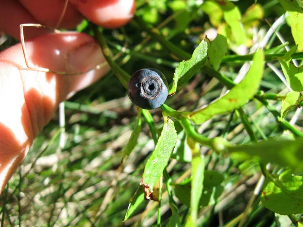 Blaubeere Auf Grünem Zweig Den Karpaten Natur Umwelt Gesunde Nahrung — Stockfoto