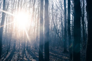 Güneşli bir meşe ağacı ormanı ilkbaharın başlarında, kış bitiminde mavi ışık. Bahar, yapraksız parlak güneş manzarasını renklendirir. Sezon değişiyor.