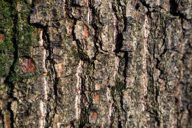 Yeşil yosunlu meşe ağacı kabuğu. Güneşli orman doğa dokusuna yakın. Parlak, güneşli, dokulu bir arka plan. Baharın başlarında yeşil ve kahverengi renkler makro