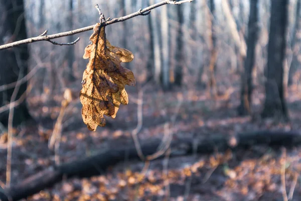 Dry Leaf Hanging Small Branch Oak Tree Forest Spring Time — Stock Photo, Image