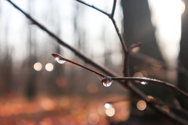 水滴在小枝上 春天来了 冬天结束了 光线耀斑和反射自然特写宏观模糊的背景美 无精打采的明亮季节变换心情 — 图库照片