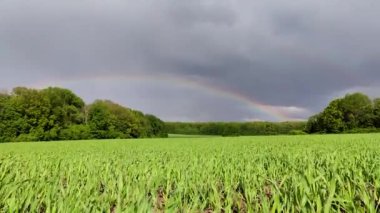 Yeşil buğday tarlası, parlak güneş ışığı altında dramatik gri bulutlu gökyüzü altında. Tarımda yetişen genç ekinler rüzgârda sallanıyor. Baharda gerçek dışı otlaklar Muhteşem gökkuşağıyla yağmurlu bir günde