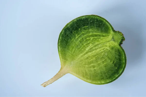 Half green radish on a white background — Stock Photo, Image
