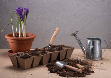 Crocus pot ve bahçe aletleri